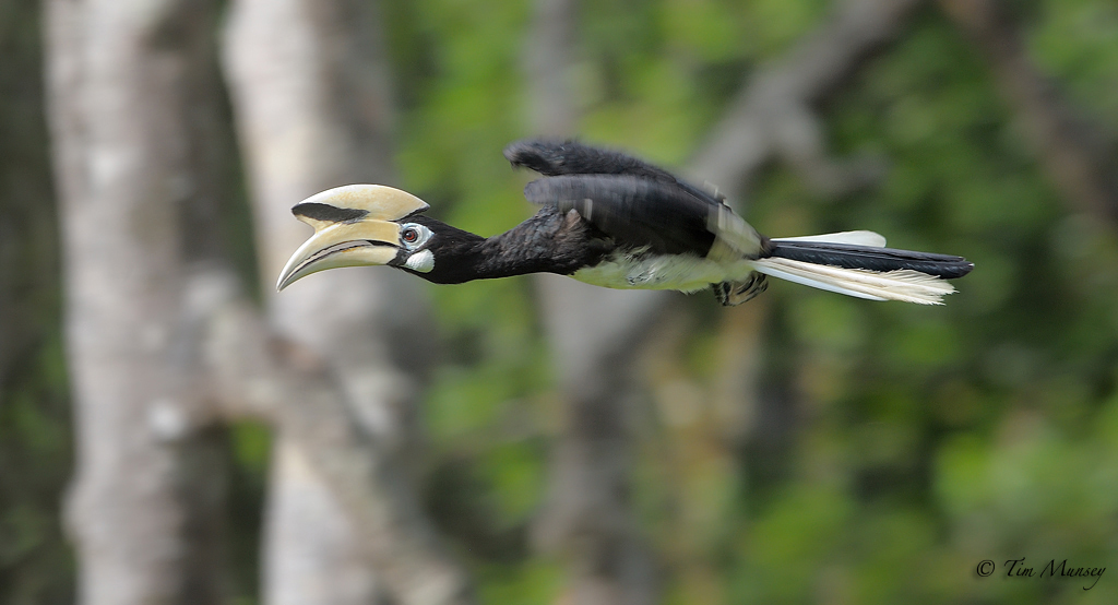 Oriental Pied Hornbill_2 